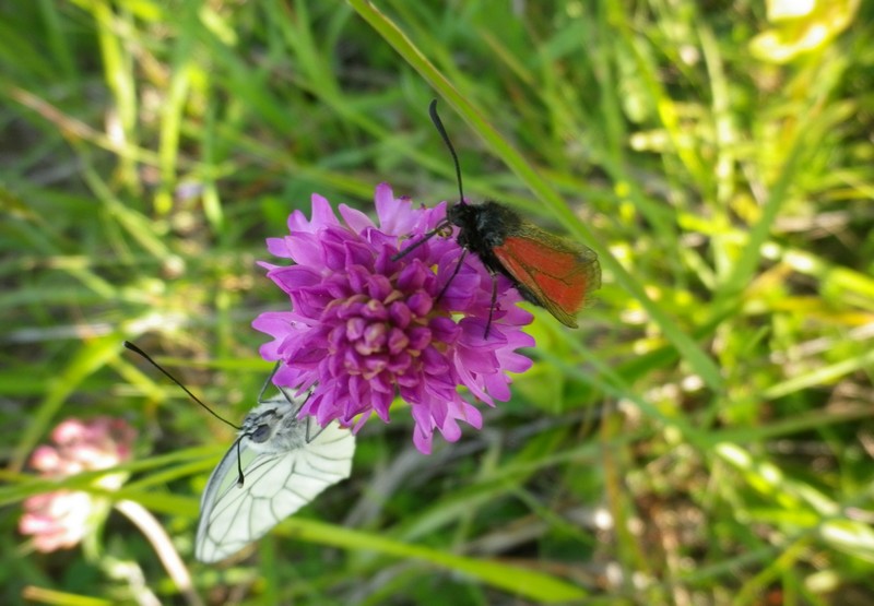 Due farfalled e un fiore